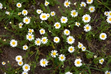 alanında birçok küçük papatyalar