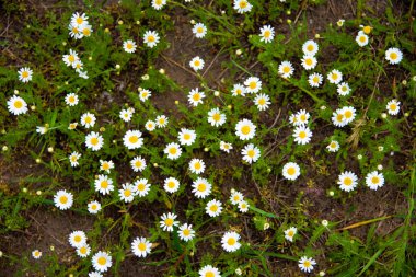 alanında birçok küçük papatyalar