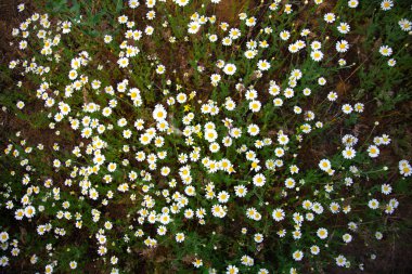 alanında birçok küçük papatyalar