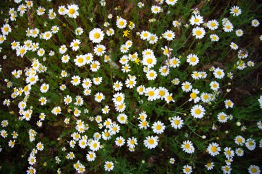 alanında birçok küçük papatyalar