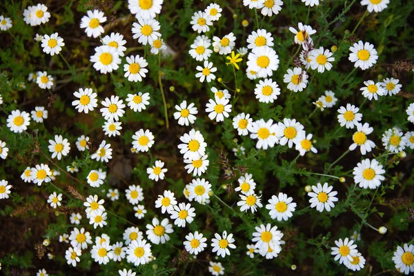 Viele Kleine Gänseblümchen Auf Dem Feld — Stockfoto