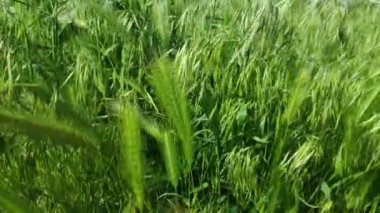 buğday yeşil kulakları, buğday tarlası, rüzgar çim hareket