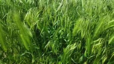 buğday yeşil kulakları, buğday tarlası, rüzgar çim hareket