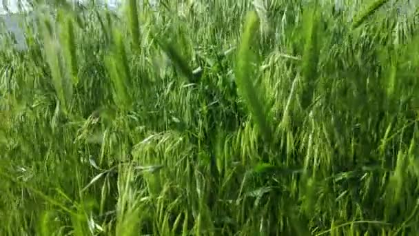 Buğday Yeşil Kulakları Buğday Tarlası Rüzgar Çim Hareket — Stok video