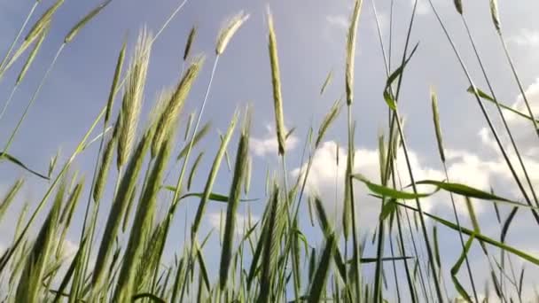 Espigas Verdes Trigo Campo Trigo Viento Mueve Hierba — Vídeos de Stock