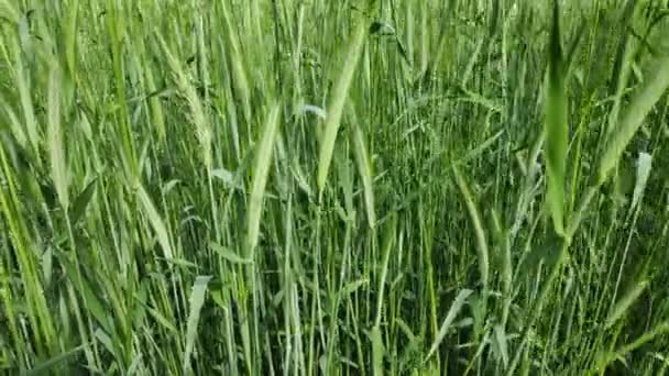 épis verts de blé, champ de blé, le vent déplace l'herbe 