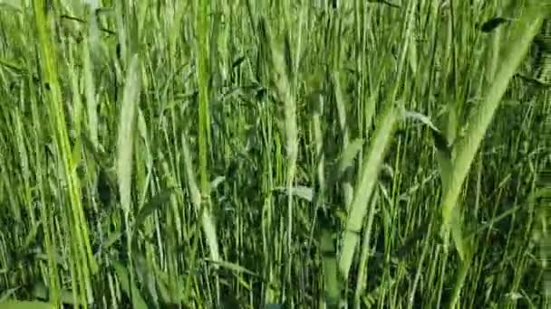 绿耳朵的小麦 风移动草 — 图库视频影像