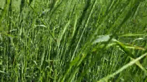 épis verts de blé, champ de blé, le vent déplace l'herbe 