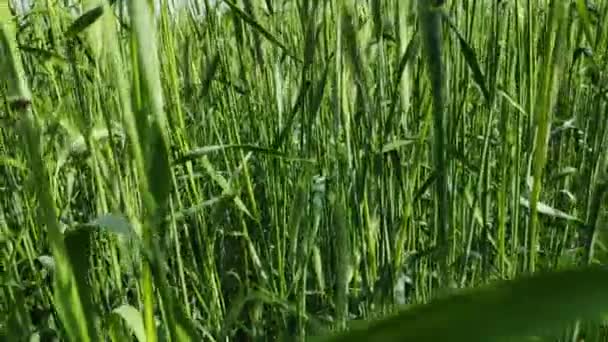 Telinga Hijau Gandum Ladang Gandum Angin Menggerakkan Rumput — Stok Video