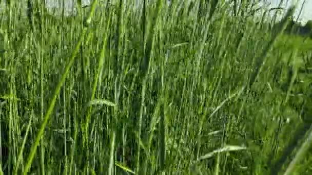 Зеленые Колосья Пшеницы Пшеничное Поле Ветер Двигает Траву — стоковое видео