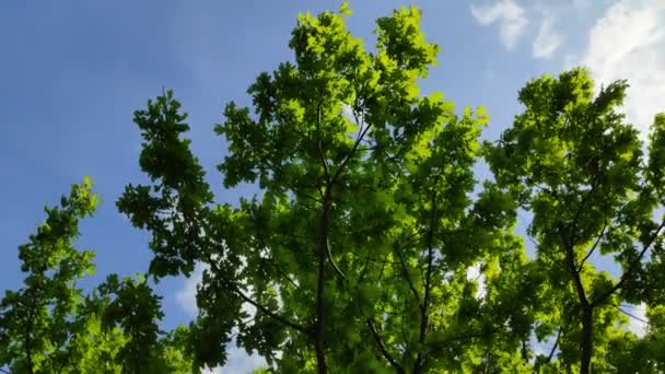 Corona Verde Del Árbol Las Hojas Contra Cielo Ramas Árboles — Vídeo de stock