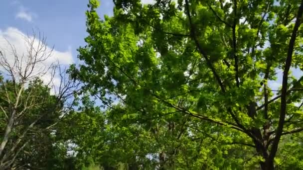 Зеленый Венец Дерева Листья Небе Ветви Дерева Качающиеся Ветру — стоковое видео