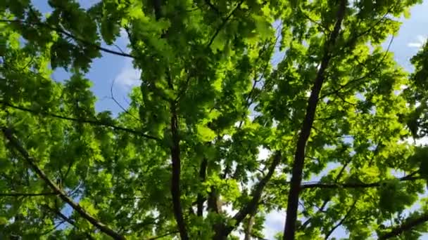 Grüne Baumkrone Die Blätter Gegen Den Himmel Wind Schwankende Äste — Stockvideo