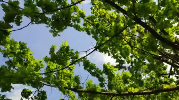 Gröna Kronan Trädet Bladen Mot Himlen Trädgrenar Vajande Vinden — Stockvideo