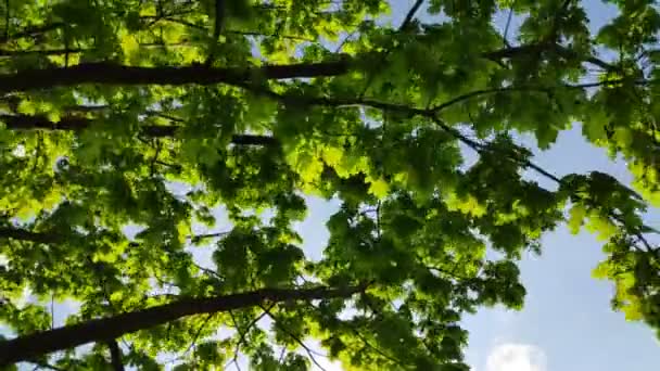 Couronne Verte Arbre Les Feuilles Contre Ciel Branches Arbre Oscillant — Video