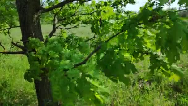 Gröna Kronan Trädet Bladen Mot Himlen Trädgrenar Vajande Vinden — Stockvideo