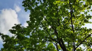 ağacın yeşil taç, gökyüzüne karşı yaprakları, rüzgarda sallanan ağaç dalları