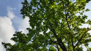 ağacın yeşil taç, gökyüzüne karşı yaprakları, rüzgarda sallanan ağaç dalları