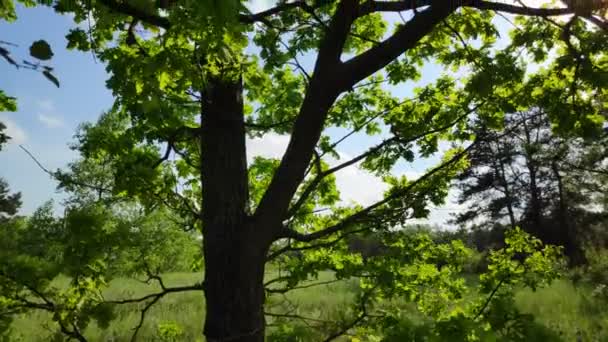 Coroa Verde Árvore Folhas Contra Céu Ramos Árvores Balançando Vento — Vídeo de Stock