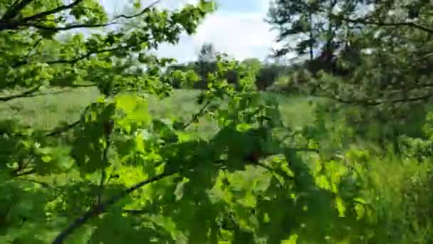 Зеленый Венец Дерева Листья Небе Ветви Дерева Качающиеся Ветру — стоковое видео