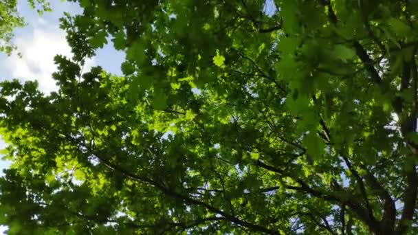 Ağacın Yeşil Taç Gökyüzüne Karşı Yaprakları Rüzgarda Sallanan Ağaç Dalları — Stok video