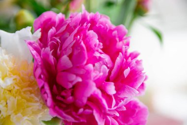 Beyaz ve pembe şakayıklar, bir buket bahar çiçeği, şakayık yaprakları