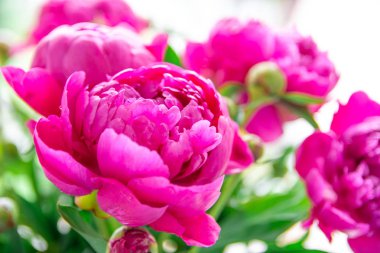 Beyaz ve pembe şakayıklar, bir buket bahar çiçeği, şakayık yaprakları