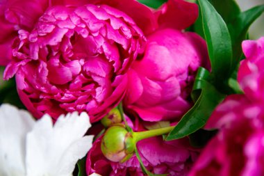 Beyaz ve pembe şakayıklar, bir buket bahar çiçeği, şakayık yaprakları