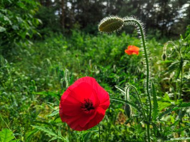 güzel kırmızı haşhaş, bahar çiçekleri