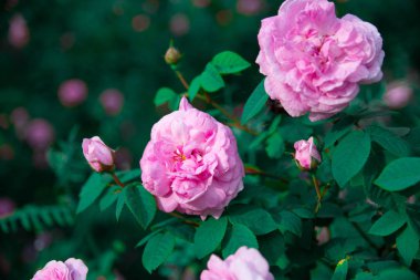 çok güzel gül, gül çalısı, çay gül