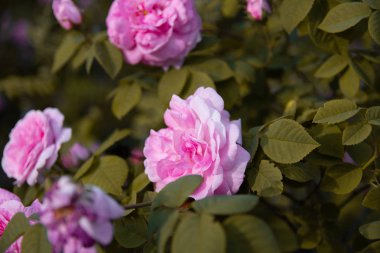 çok güzel gül, gül çalısı, çay gül