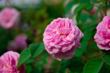 çok güzel gül, gül çalısı, çay gül