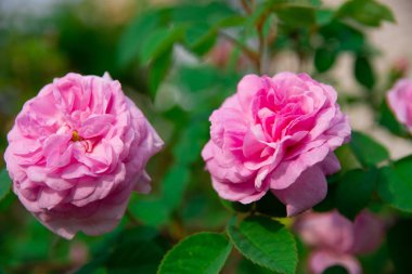 çok güzel gül, gül çalısı, çay gül