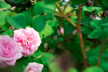 çok güzel gül, gül çalısı, çay gül