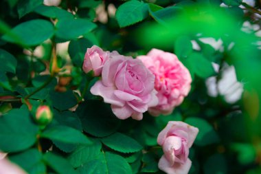 çok güzel gül, gül çalısı, çay gül