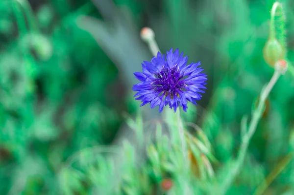 Krásná Divoká Květina Modrá Květina — Stock fotografie