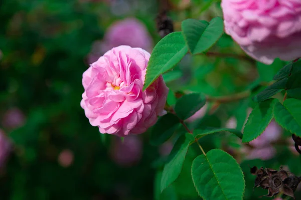 Bardzo Piękna Róża Rosebush Róża Herbaty — Zdjęcie stockowe