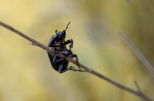 Big Black Beetle Stalk — Stock Photo, Image
