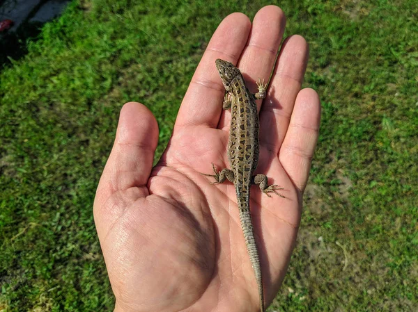 Beau Lézard Sur Paume Lézard Gris Femelle — Photo