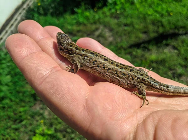 Lagarto Hermoso Palma Lagarto Gris Hembra — Foto de Stock