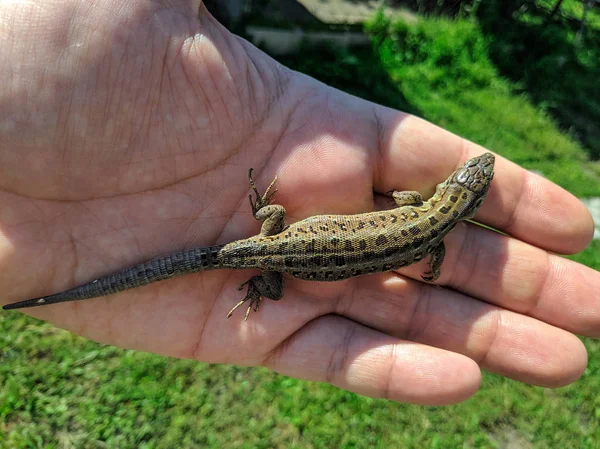 Beau Lézard Sur Paume Lézard Gris Femelle — Photo