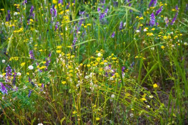 çok güzel kır çiçekleri, alanında güzel yeşil çim