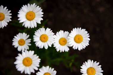 büyük beyaz papatyalar. güzel kır çiçekleri