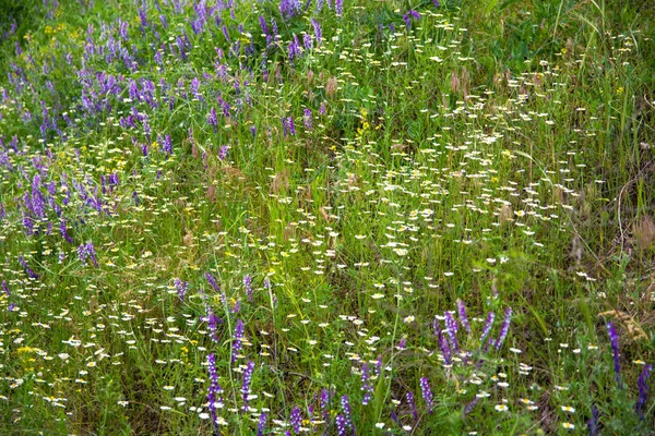 Muitas Flores Silvestres Bonitas Bela Grama Verde Campo — Fotografia de Stock