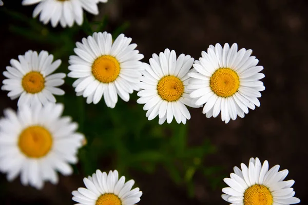 Grandes Margaritas Blancas Hermosas Flores Silvestres —  Fotos de Stock