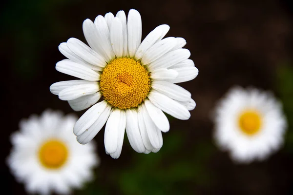 Margaridas Brancas Grandes Lindas Flores Silvestres — Fotografia de Stock