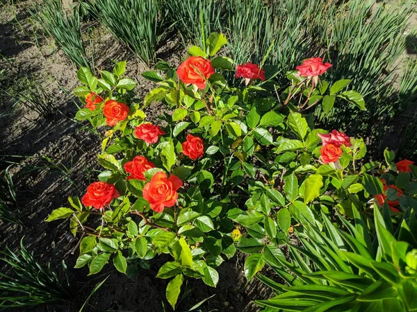 Piękny Krzew Róż Jasne Róże Ogrodzie — Zdjęcie stockowe