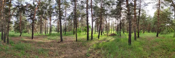 Пейзаж Сосновом Лесу Тени Деревьев Панорама — стоковое фото