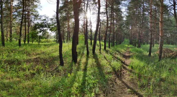 Bir Çam Ormanında Manzara Ağaçların Gölgeleri Panorama — Stok fotoğraf
