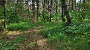çam ormanı boyunca yürümek. güneş ve ormandaki ağaçların gölgesi. geniş dinamik aralıklı video